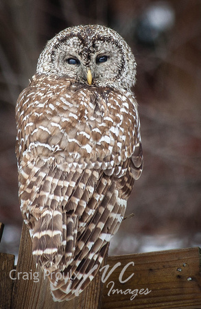 Our resident Barred Owl Hedwig.
