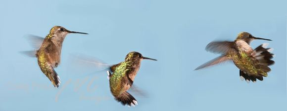 Hummingbirdsequence_Panorama1-2
